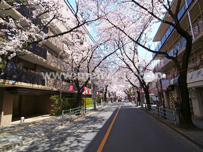 ガーデンハイツ府中桜通り写真