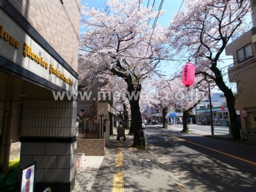 ライオンズマンション府中桜通り現地