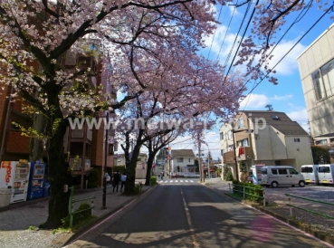 コート櫻参道現地