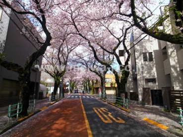 府中桜通りメゾン写真